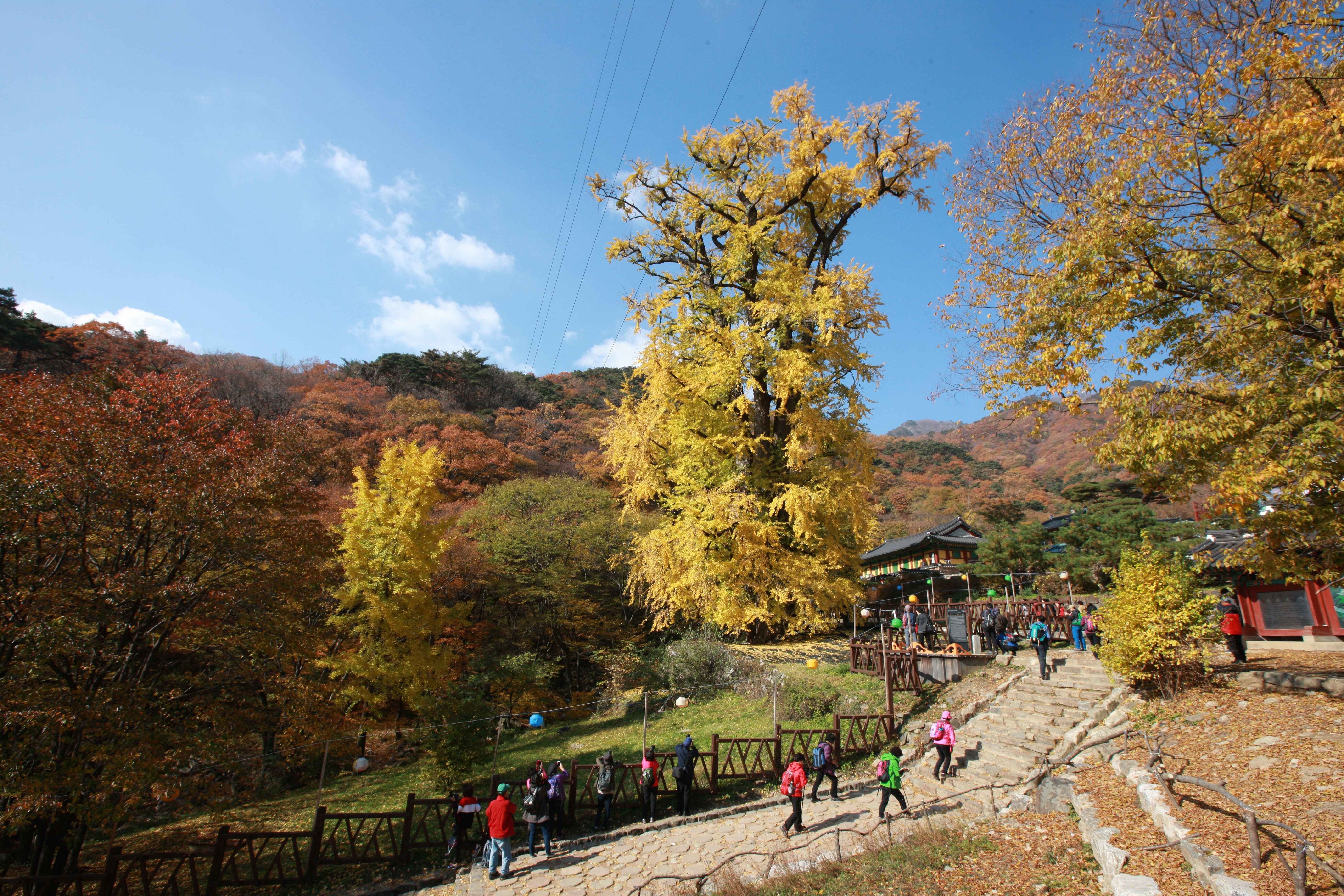 용문사 은행나무